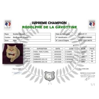 chat Scottish Straight black golden shaded Rodolphe Chatterie de La Gavottine