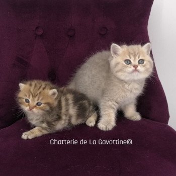 chaton Scottish Straight lilac golden spotted tabby Wendy Chatterie de La Gavottine