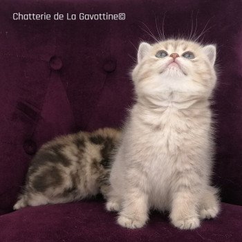 chaton Scottish Straight lilac golden spotted tabby Wendy Chatterie de La Gavottine
