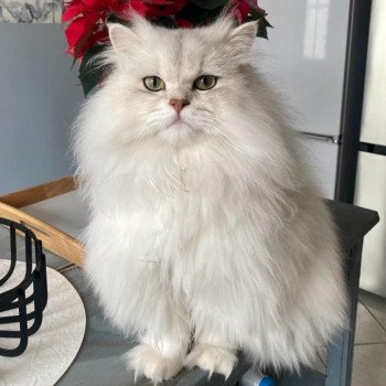 Chaton Scottish Fold black silver shaded