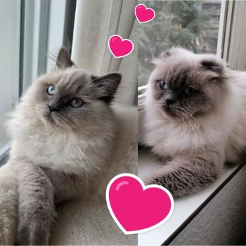 Mariage Topaze ❤ Yuki